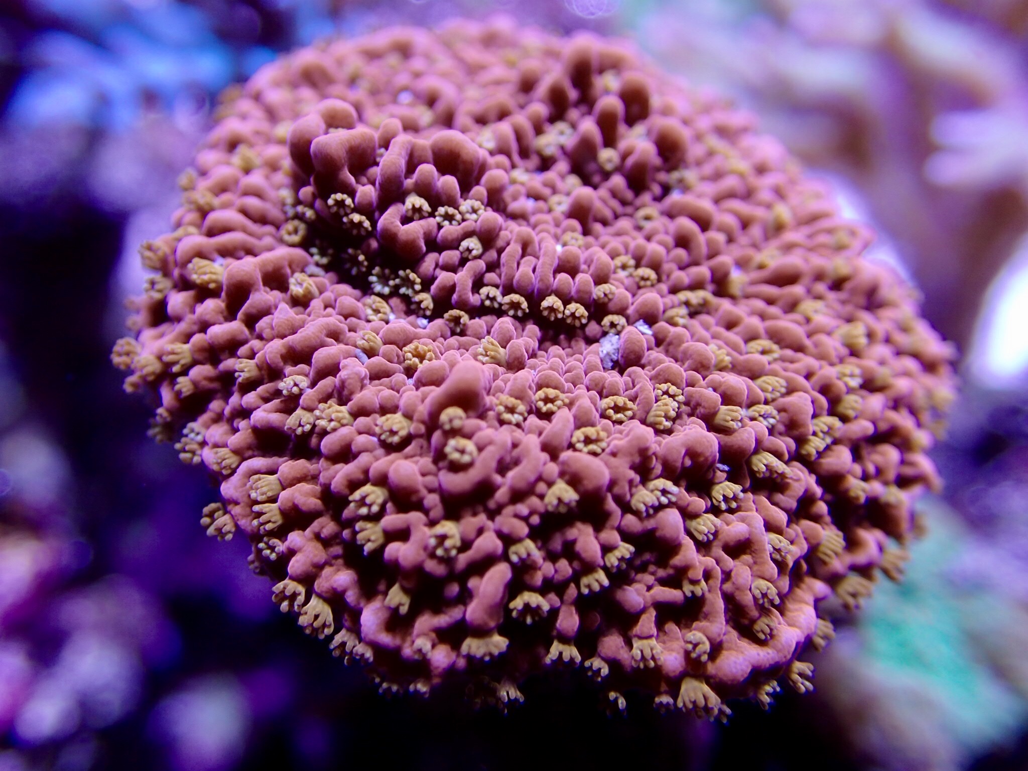 珊瑚-1502836388
