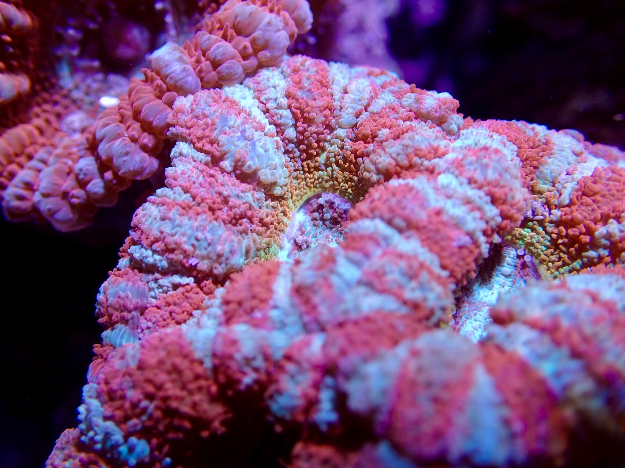 珊瑚-1728081463