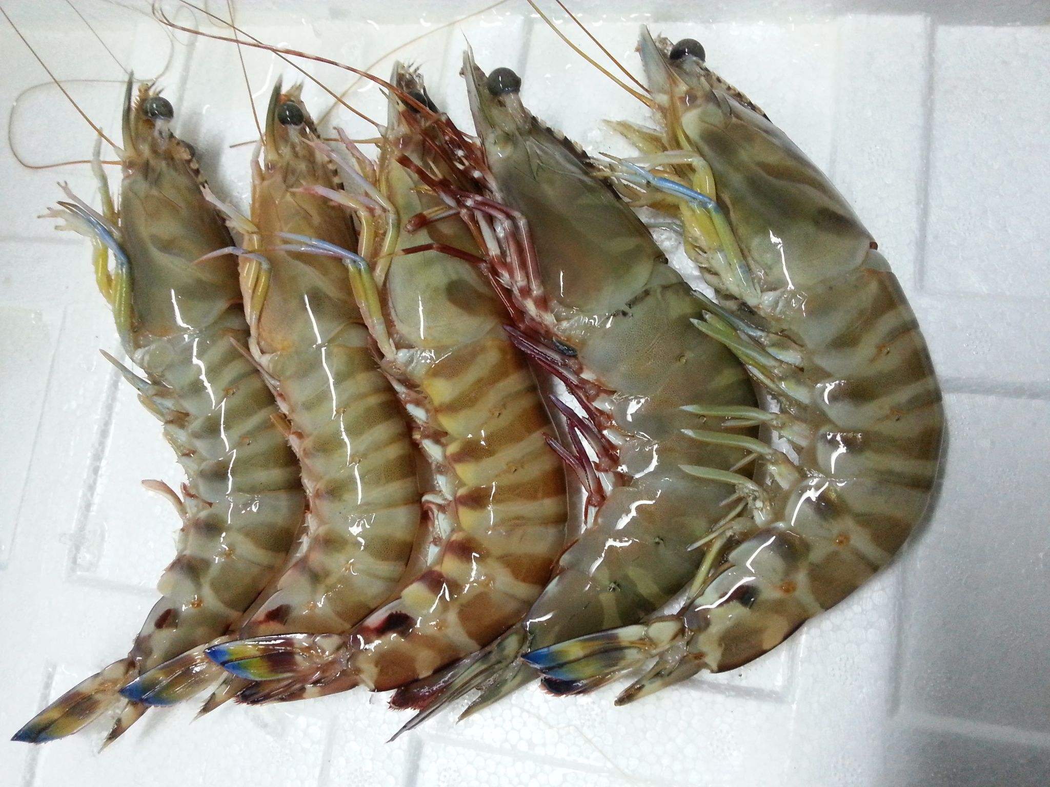 3.Fish-Shrimp鱼虾类-15