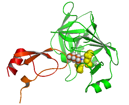 胰蛋白酶抑制劑與胰蛋白酶結合示意圖