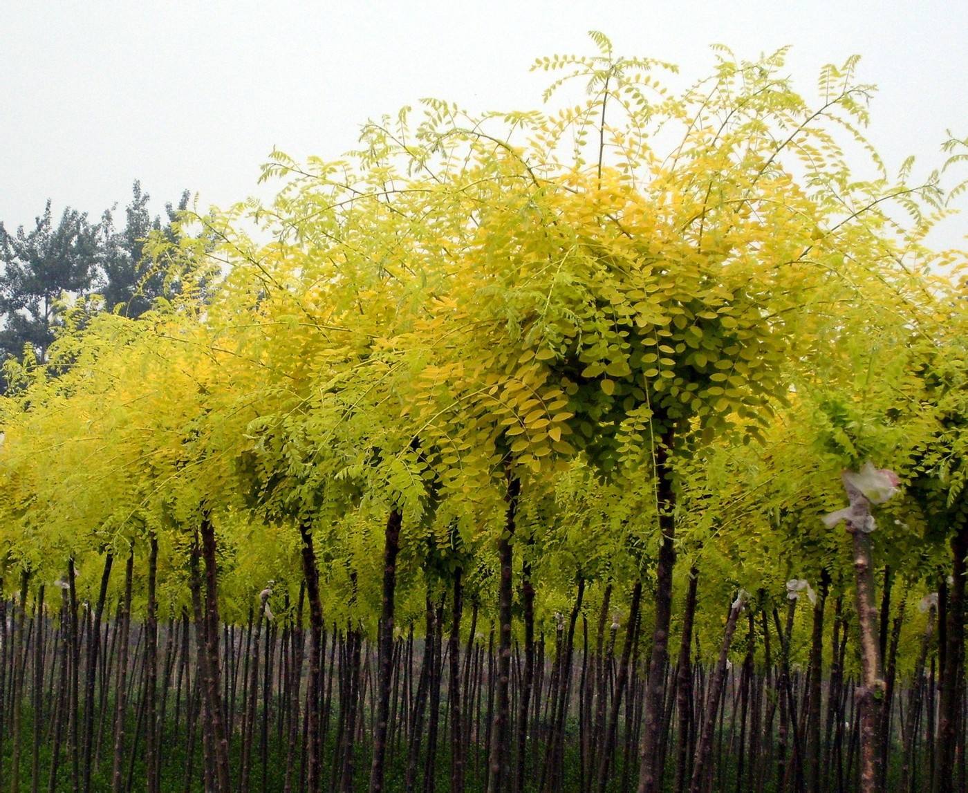 花冠喬木類-黃金棰槐