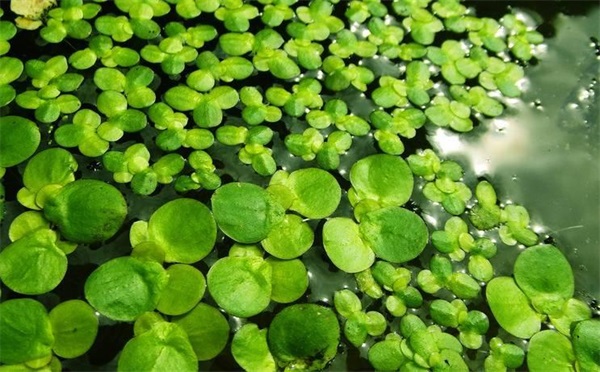 水生植物类-浮萍