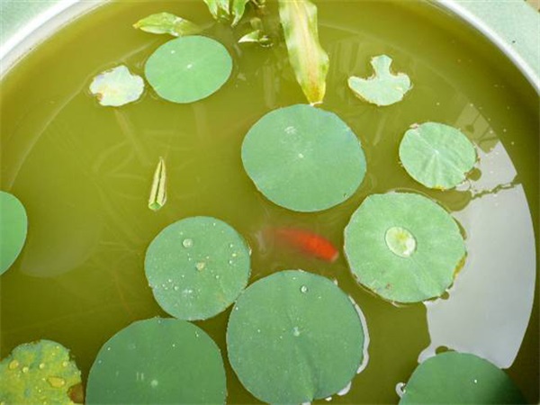 水生植物类-碗莲