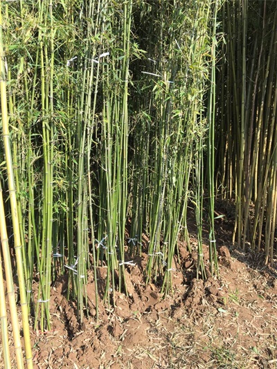 竹类-淡竹