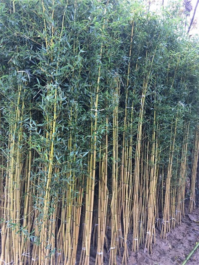 竹类-黄金竹